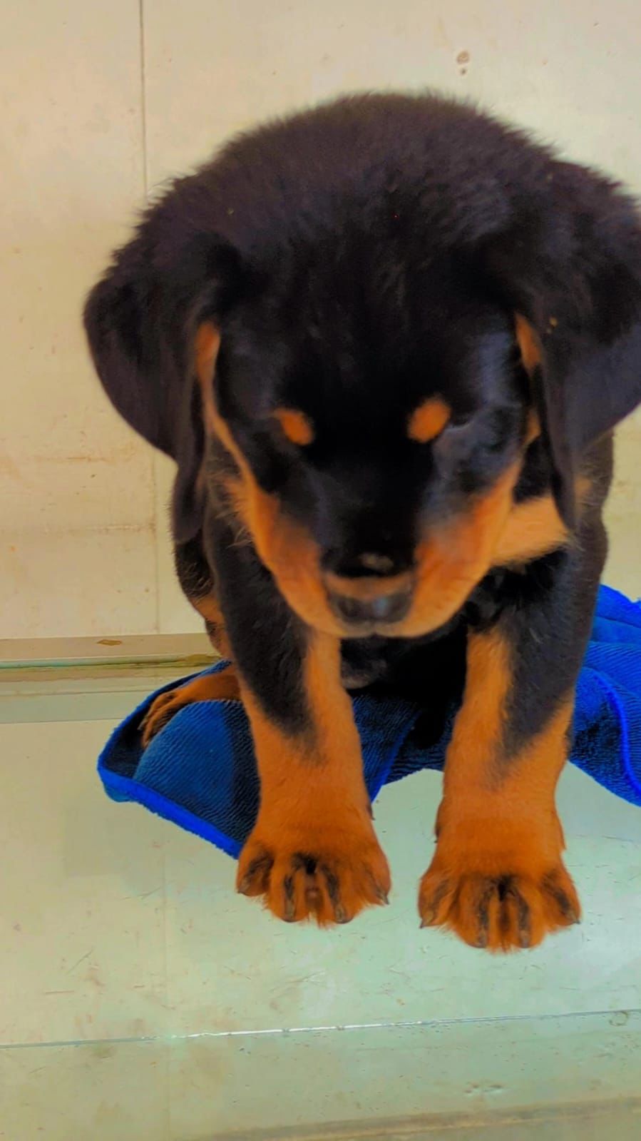 OFERTA CACHORRO ROTTWAILER HEMBRA CON SU VACUNA AL DIA EN SANTO DOMING Foto 7312790-1.jpg