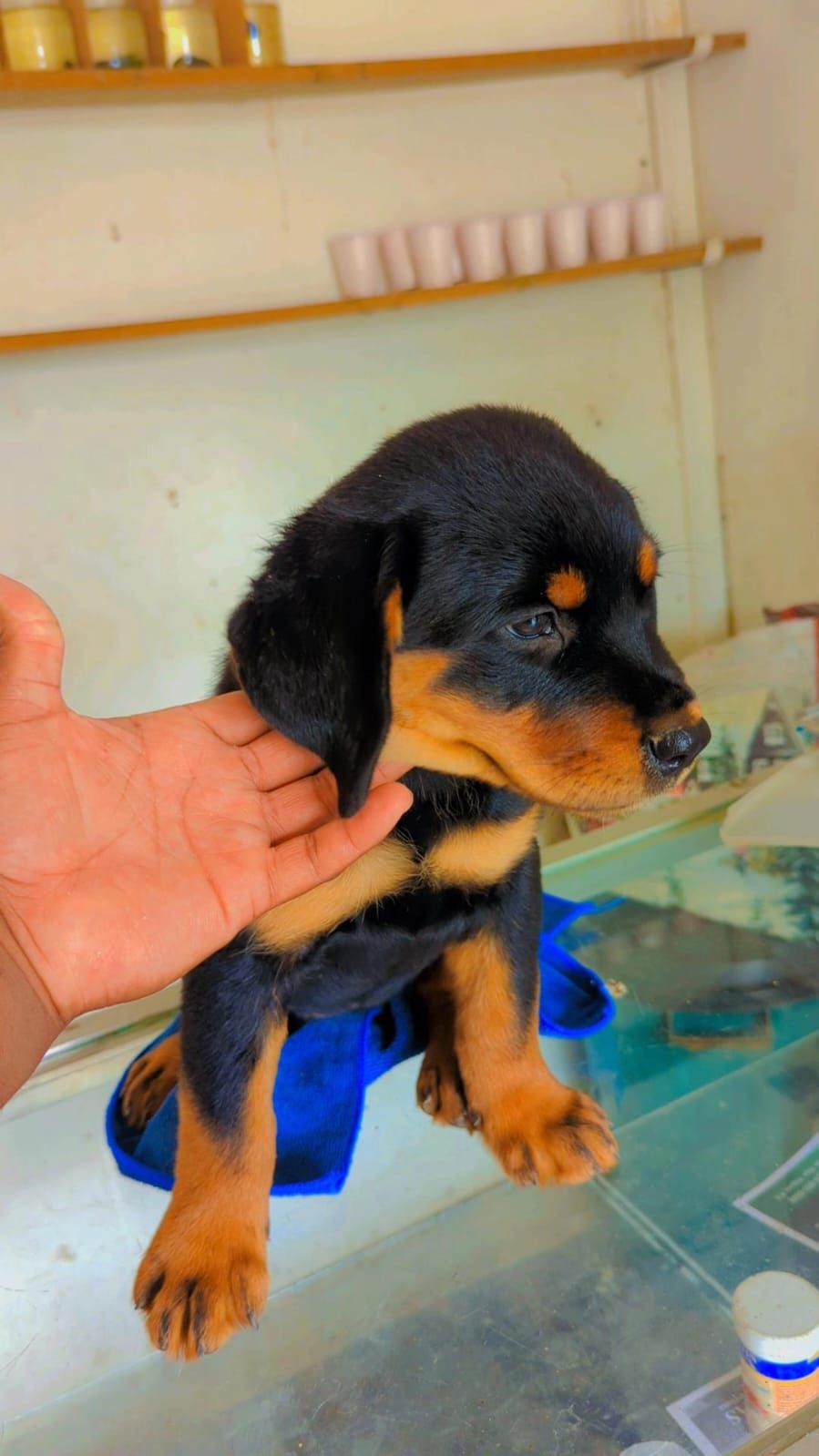 OFERTA CACHORRO ROTTWAILER HEMBRA CON SU VACUNA AL DIA EN SANTO DOMING Foto 7312790-2.jpg