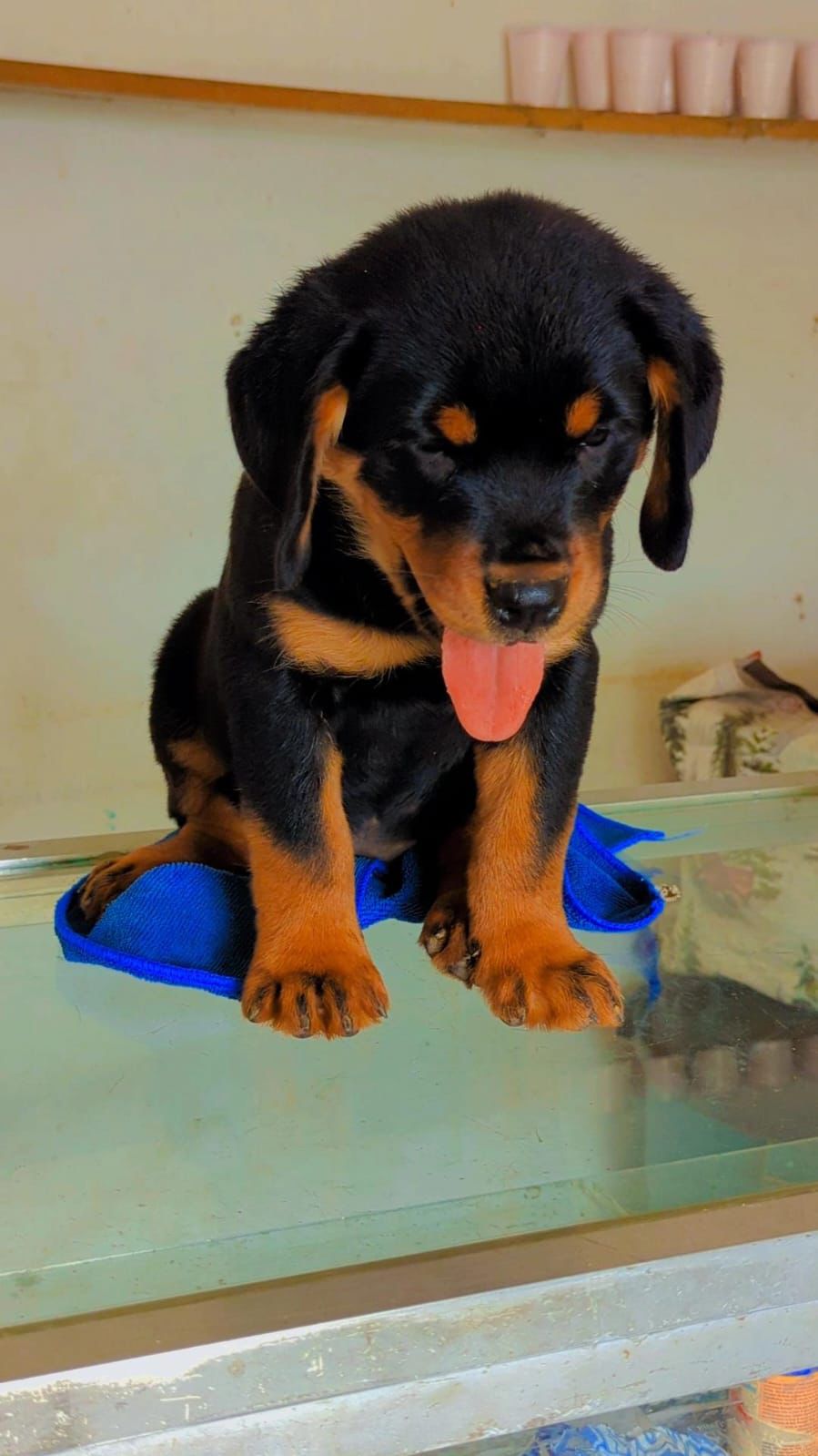 OFERTA CACHORRO ROTTWAILER HEMBRA CON SU VACUNA AL DIA EN SANTO DOMING Foto 7312790-3.jpg