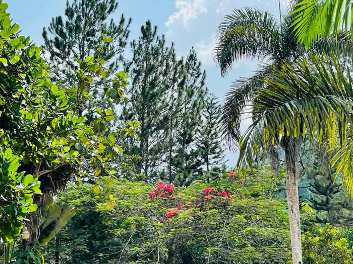 FINCA PRIVADA EN VENTA – LA CUMBRE BONAO Foto 7312872-2.jpg