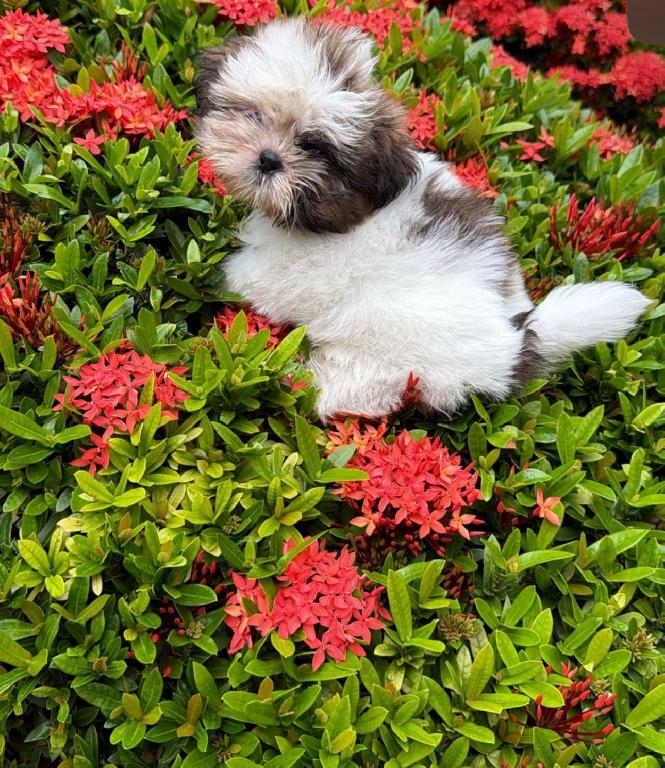 OFERTA CACHORRO SHIH TZU HEMBRA EN SANTO DOMINGO Y VACUNADOS  Foto 7312888-1.jpg
