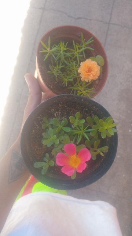 Plantas de Flores Reales   Amor de un rato Foto 7313282-1.jpg