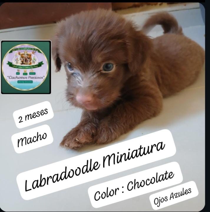 Labradoodle Miniatura hermosos cachorros  Foto 7313553-1.jpg