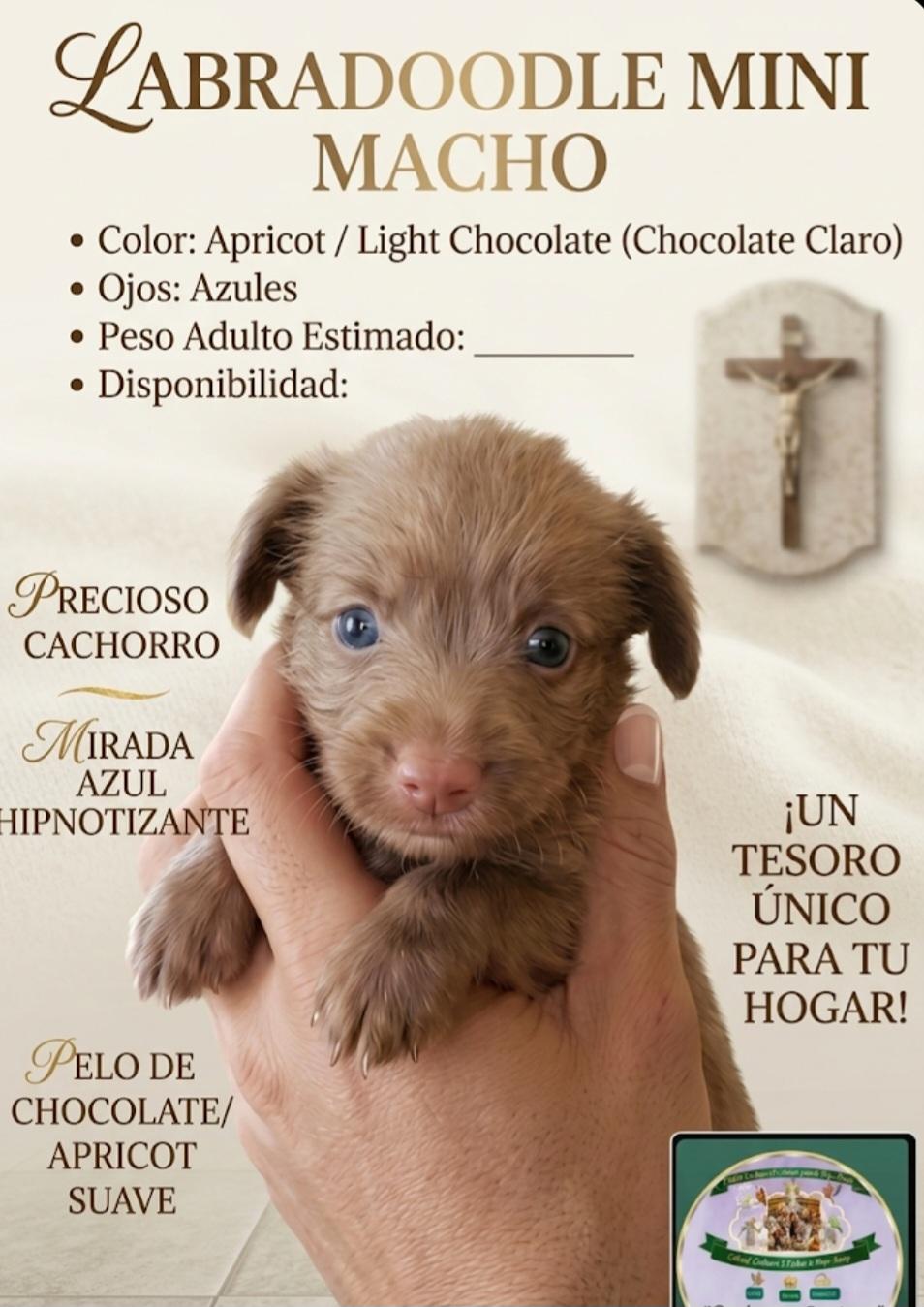 Labradoodle Miniatura hermosos cachorros  Foto 7313553-4.jpg