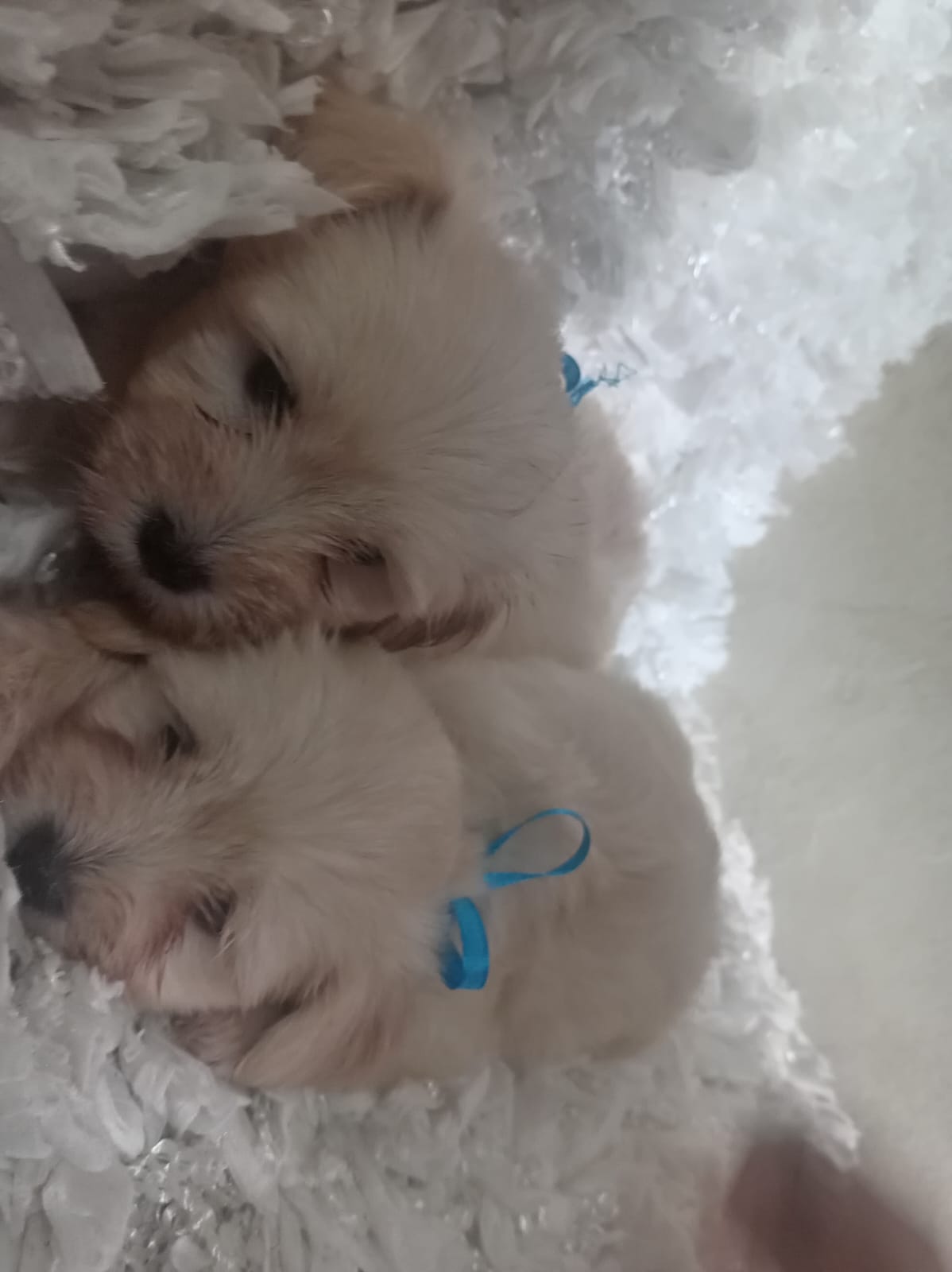 Cachorros Maltipoo machos en Santo Domingo Foto 7313566-2.jpg