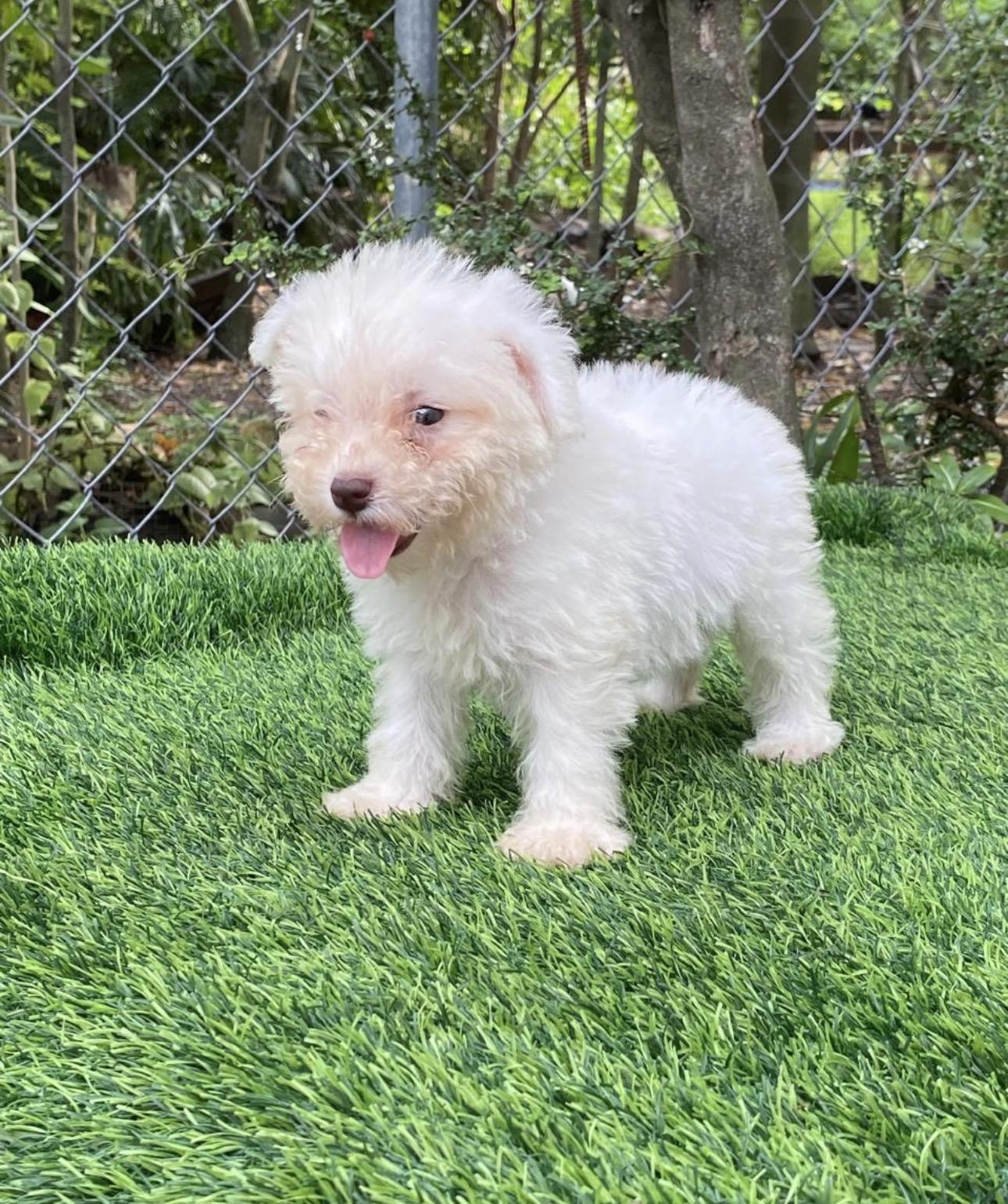 Maltipoo Hembras  Foto 7313743-3.jpg