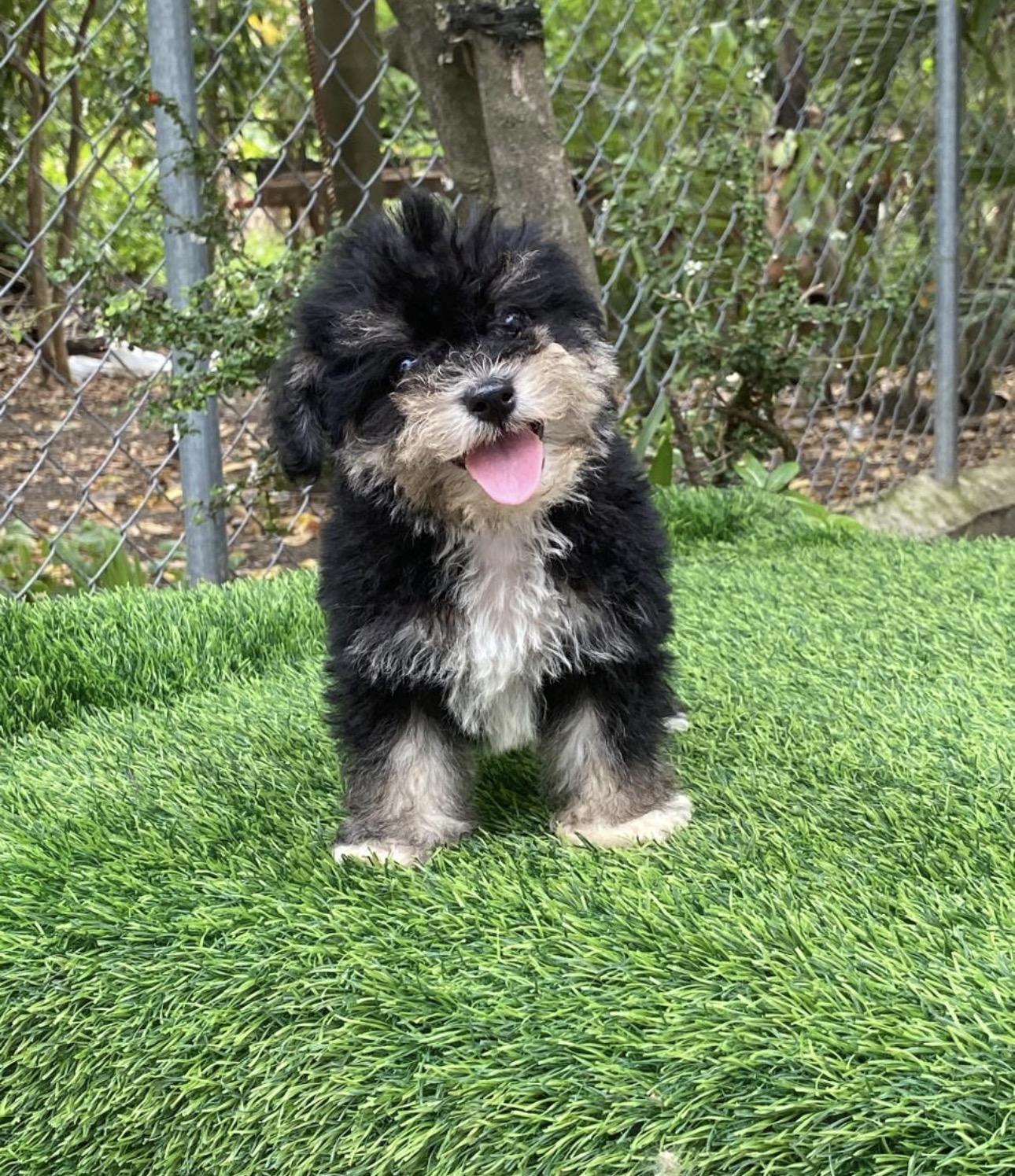 Maltipoo Hembras  Foto 7313743-4.jpg