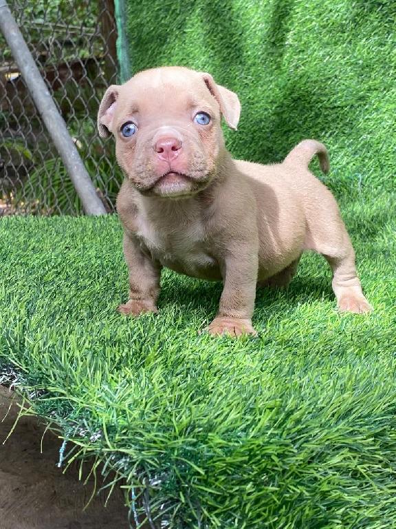 American Bully Macho  Foto 7313744-1.jpg