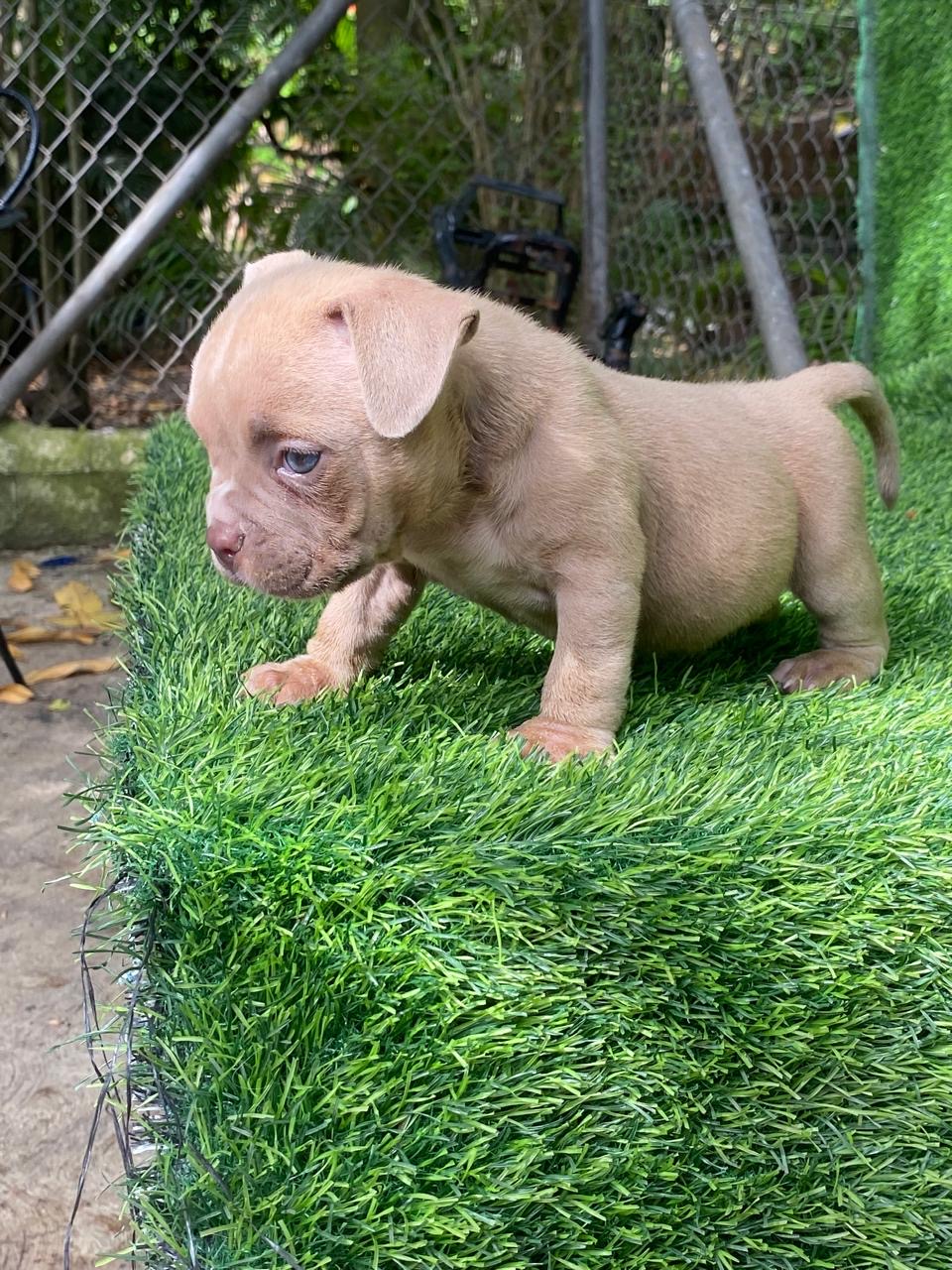 American Bully Macho  Foto 7313744-2.jpg