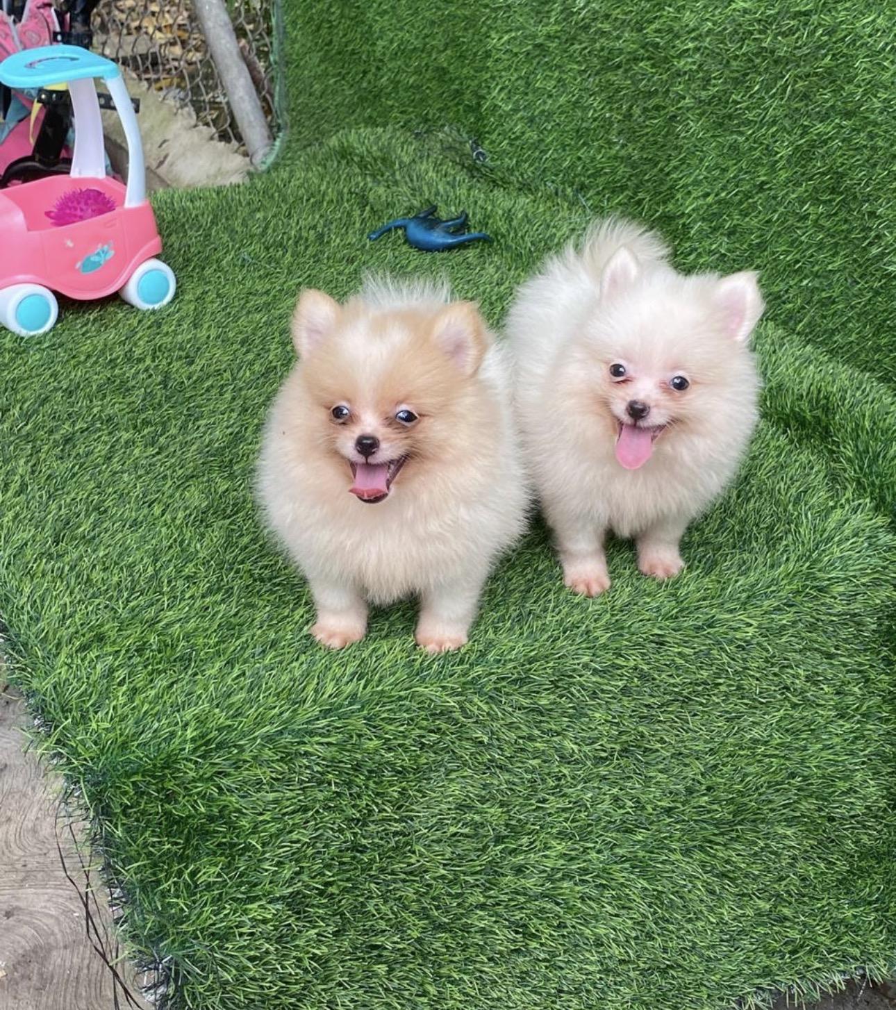 Pomerania Ambos Sexos  Foto 7313746-2.jpg