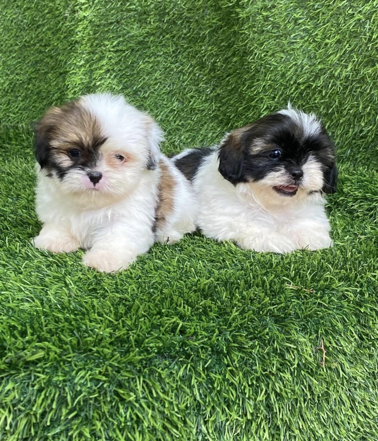 Shipoo Ambos Sexos  Foto 7313750-4.jpg