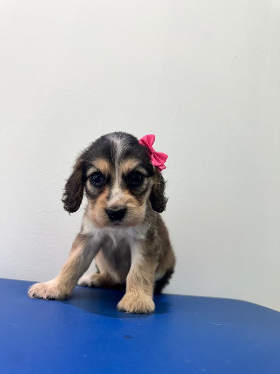 OFERTA CACHORRO COCKER SPANIEL HEMBRA EN SANTO DOMINGO Y VACUNA AL DIA Foto 7313751-2.jpg