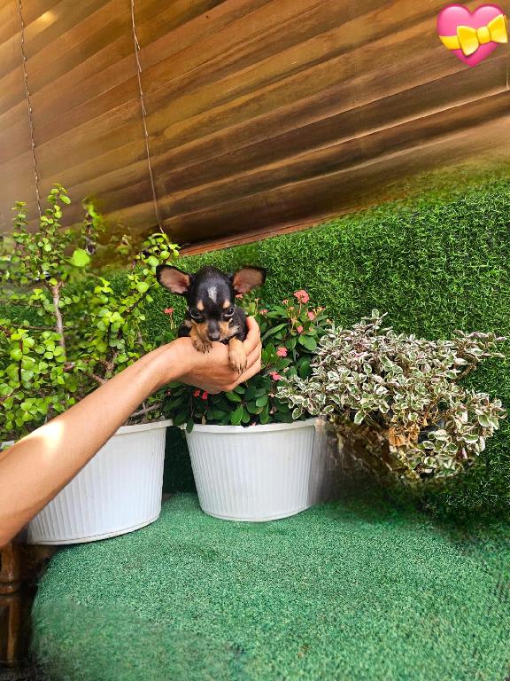 OFERTA CACHORRO CHIHUAHUA HEMBRA EN SANTO DOMINGO Y VACUNA AL DIA  Foto 7313756-1.jpg