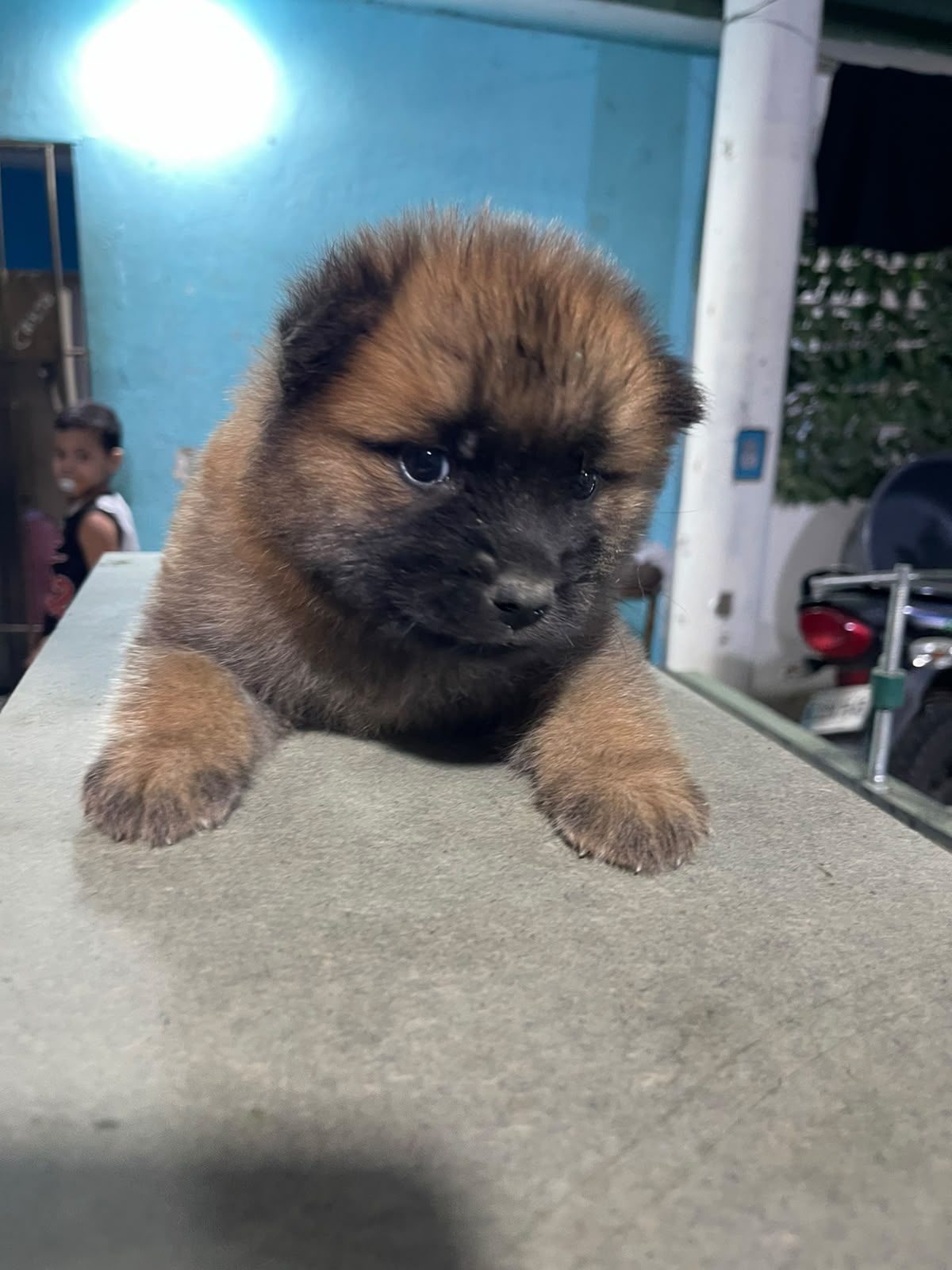 Chow Chow vacunados Foto 7313963-5.jpg