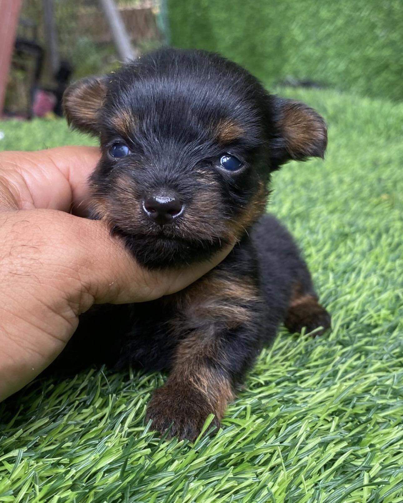 Yorkie Ambos Sexos  Foto 7313967-2.jpg