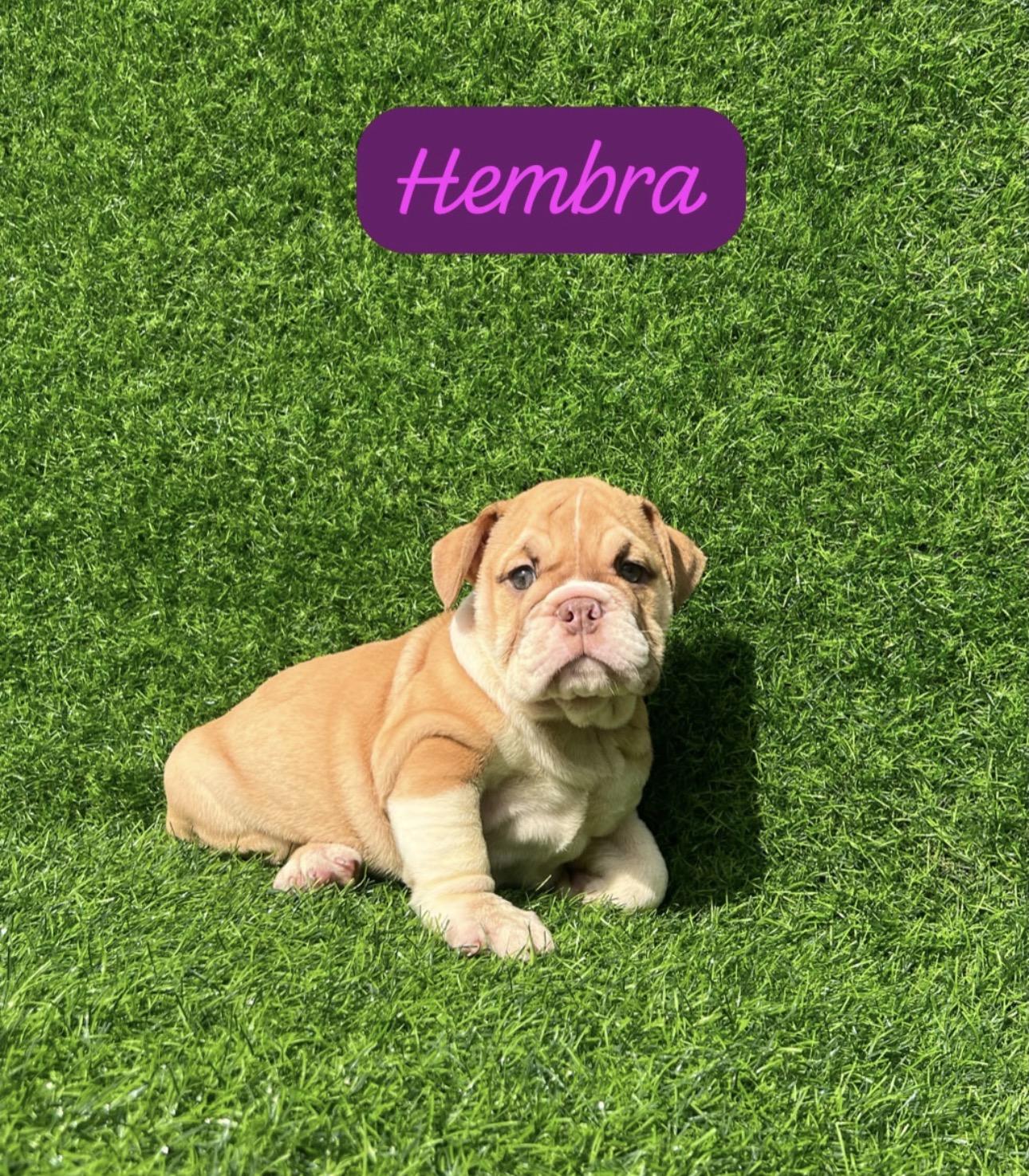 Bulldog Inglés Ambos Sexos  Foto 7313977-5.jpg