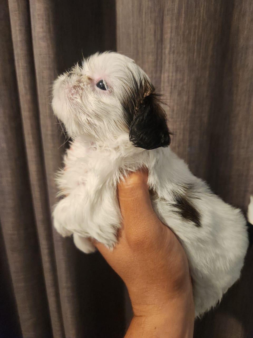 Shih tzu hembra y macho Foto 7313991-2.jpg