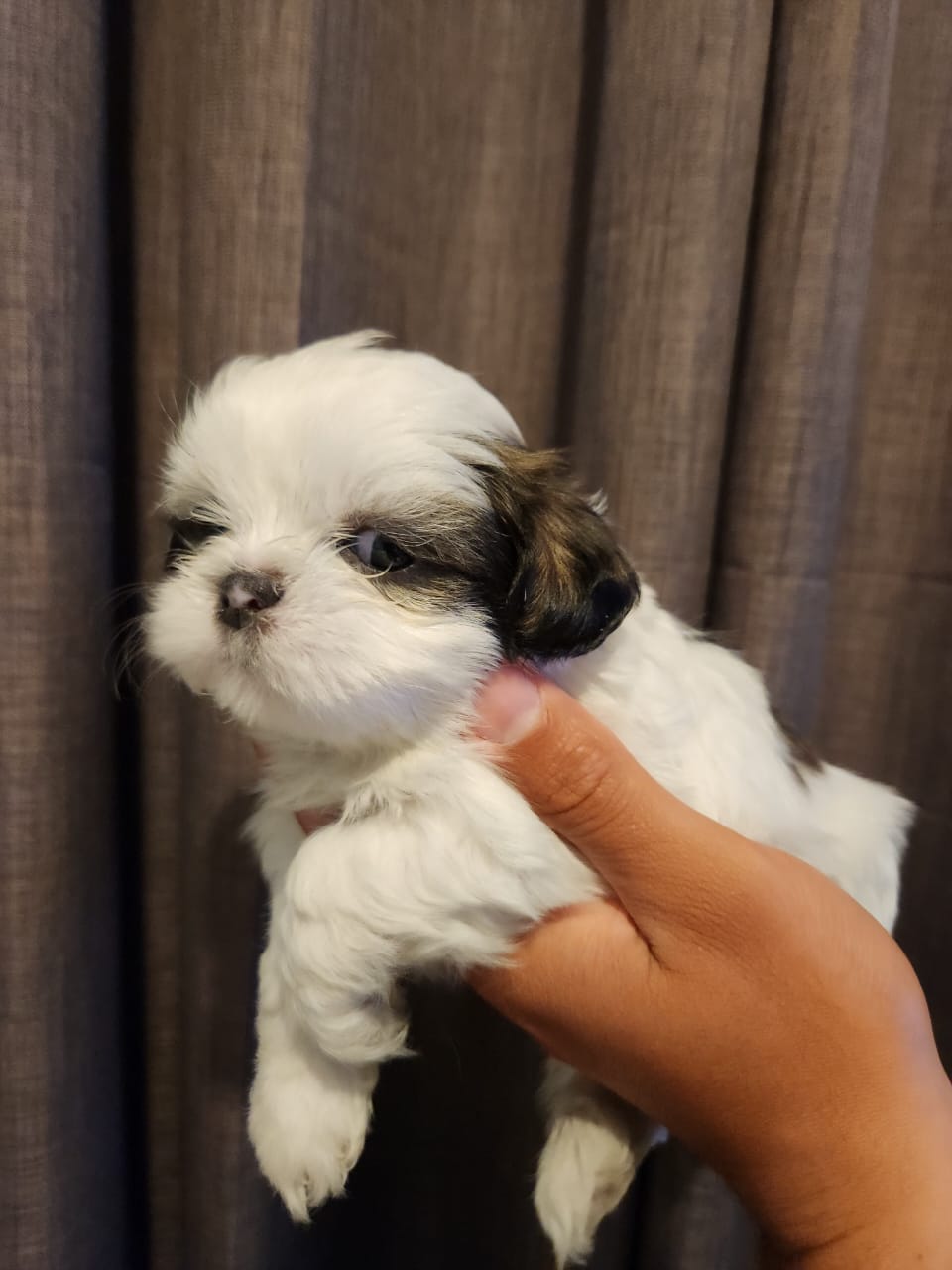 Shih tzu hembra y macho Foto 7313991-5.jpg