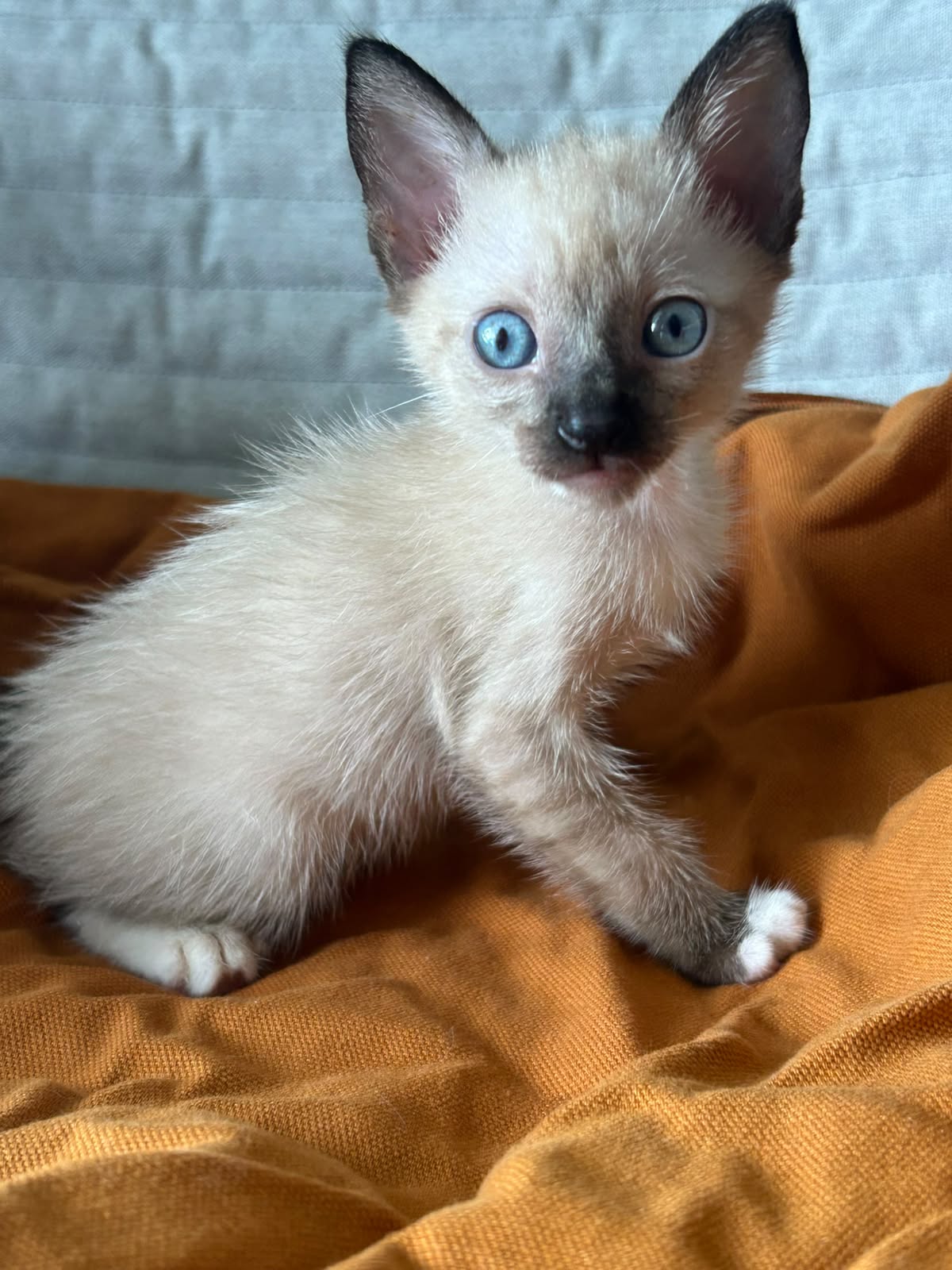 OFERTA GATITO SIAMES HEMBRA EN SANTO DOMINGO Y VACUNA AL DIA  Foto 7314035-2.jpg