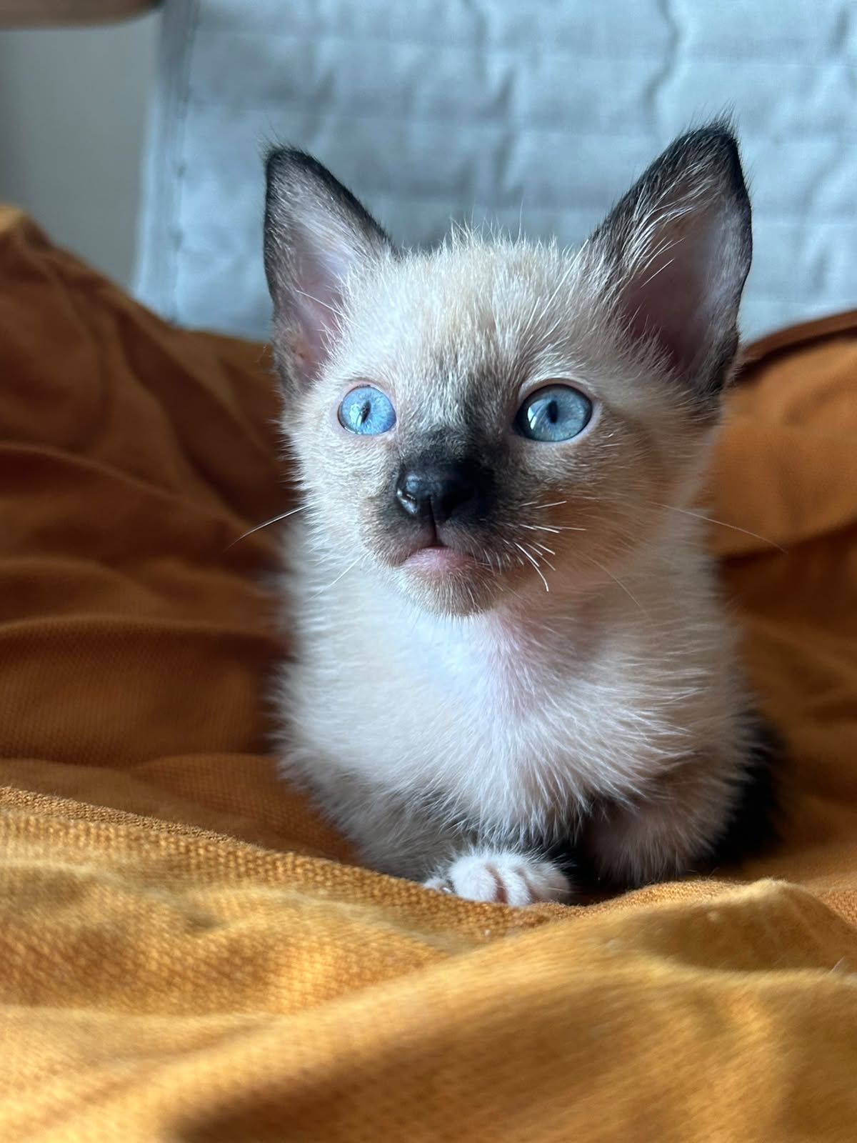 OFERTA GATITO SIAMES HEMBRA EN SANTO DOMINGO Y VACUNA AL DIA  Foto 7314035-3.jpg