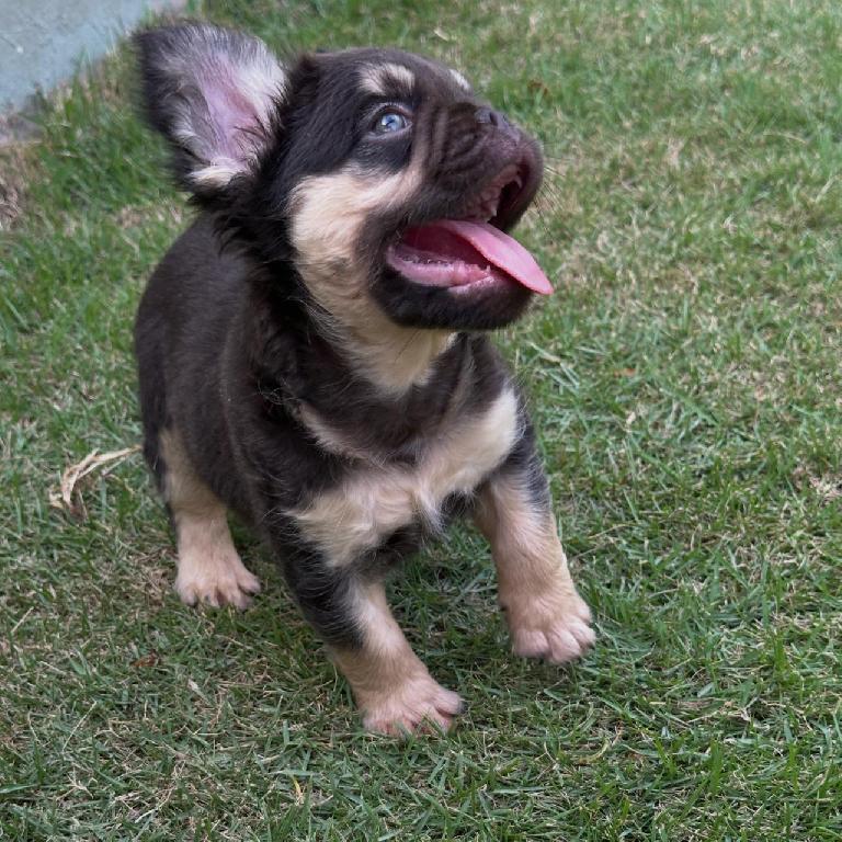 OFERTA CACHORRO BULLDOG FRANCES FLUFFY MACHO CON PEDIGRI CON SU VACUNA Foto 7314078-1.jpg