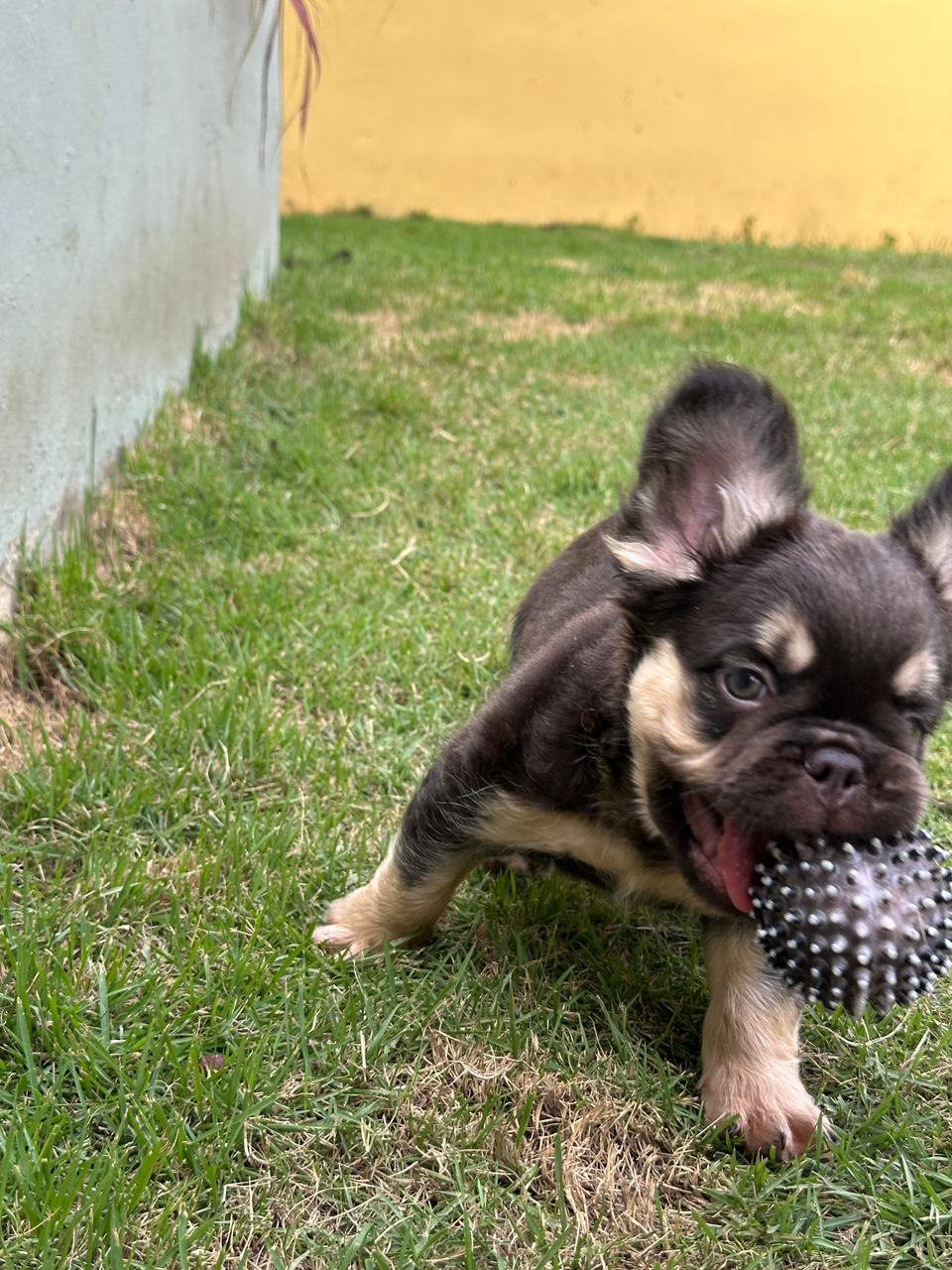 OFERTA CACHORRO BULLDOG FRANCES FLUFFY MACHO CON PEDIGRI CON SU VACUNA Foto 7314078-2.jpg