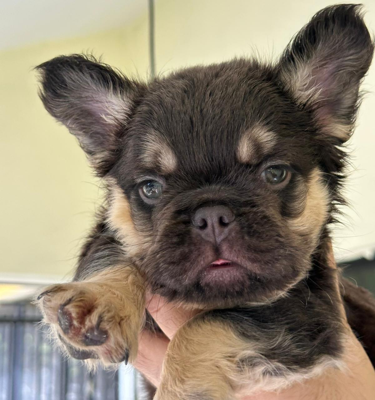 OFERTA CACHORRO BULLDOG FRANCES FLUFFY MACHO CON PEDIGRI CON SU VACUNA Foto 7314078-3.jpg