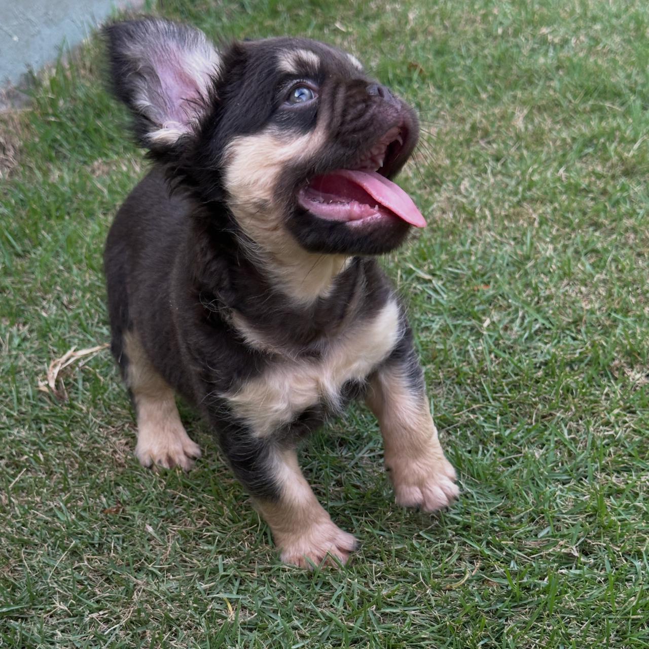 OFERTA CACHORRO BULLDOG FRANCES FLUFFY MACHO CON PEDIGRI CON SU VACUNA Foto 7314078-4.jpg