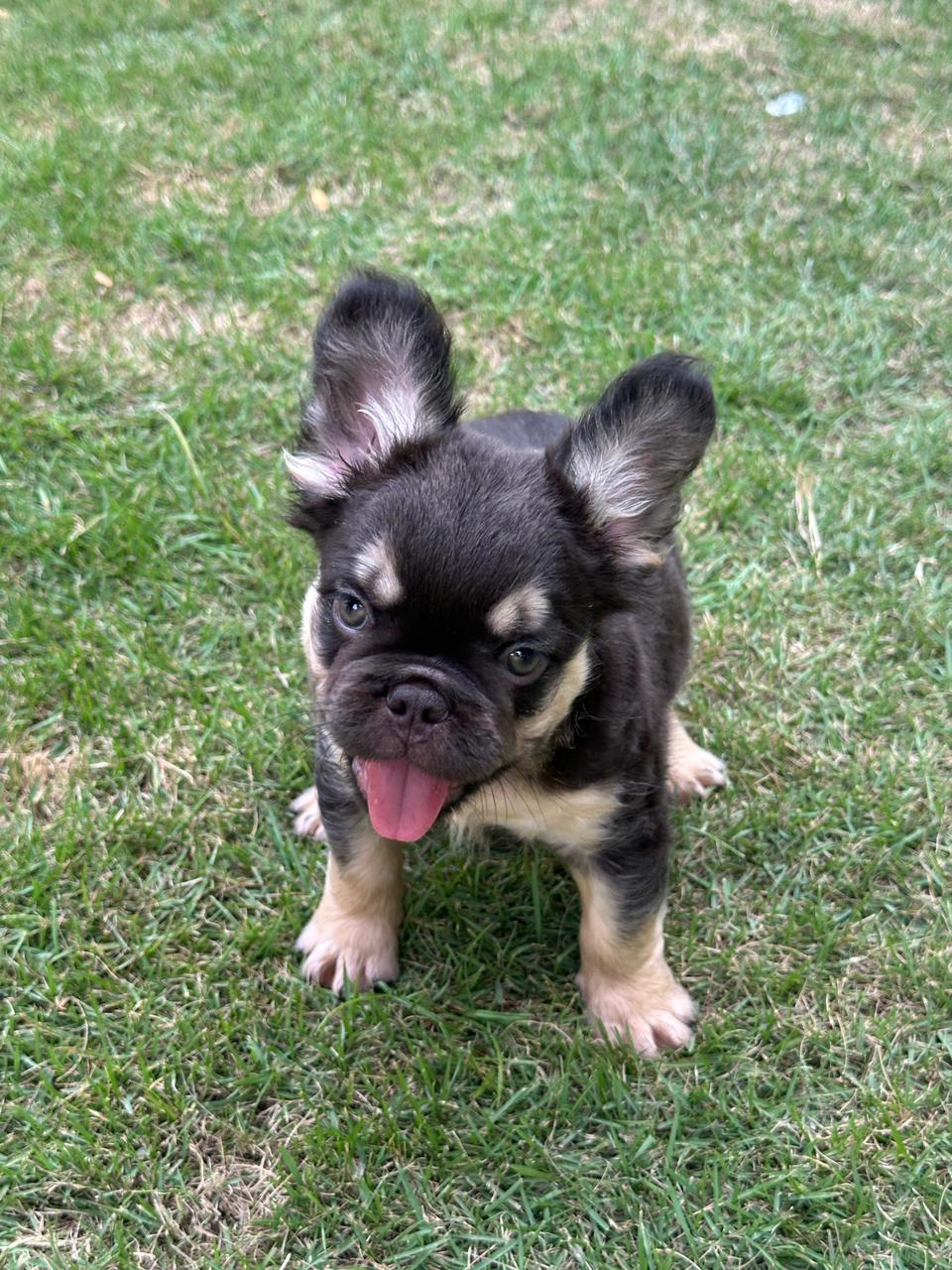 OFERTA CACHORRO BULLDOG FRANCES FLUFFY MACHO CON PEDIGRI CON SU VACUNA Foto 7314078-5.jpg