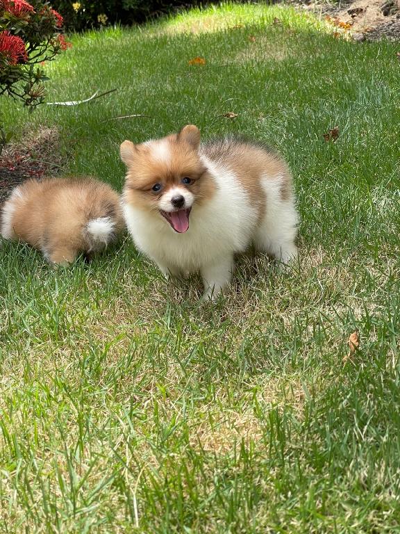 Pomerania Hembra  Foto 7314127-1.jpg