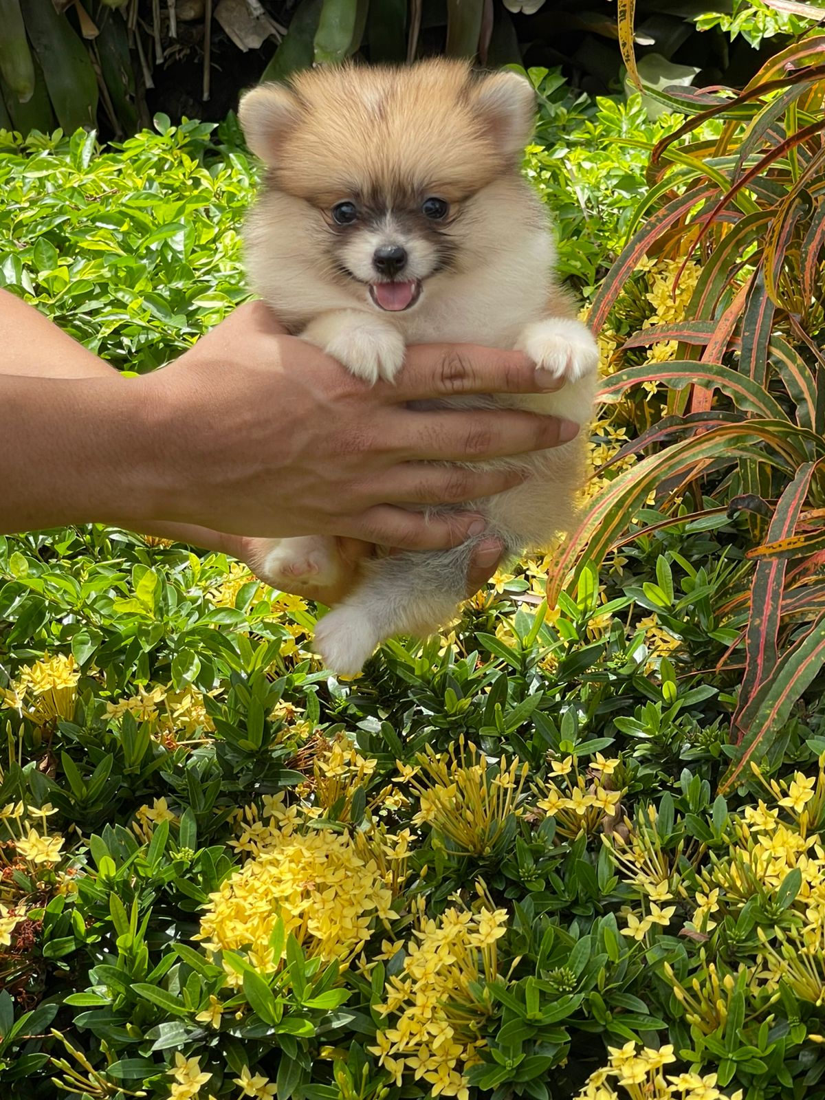 Pomerania Hembra  Foto 7314127-2.jpg