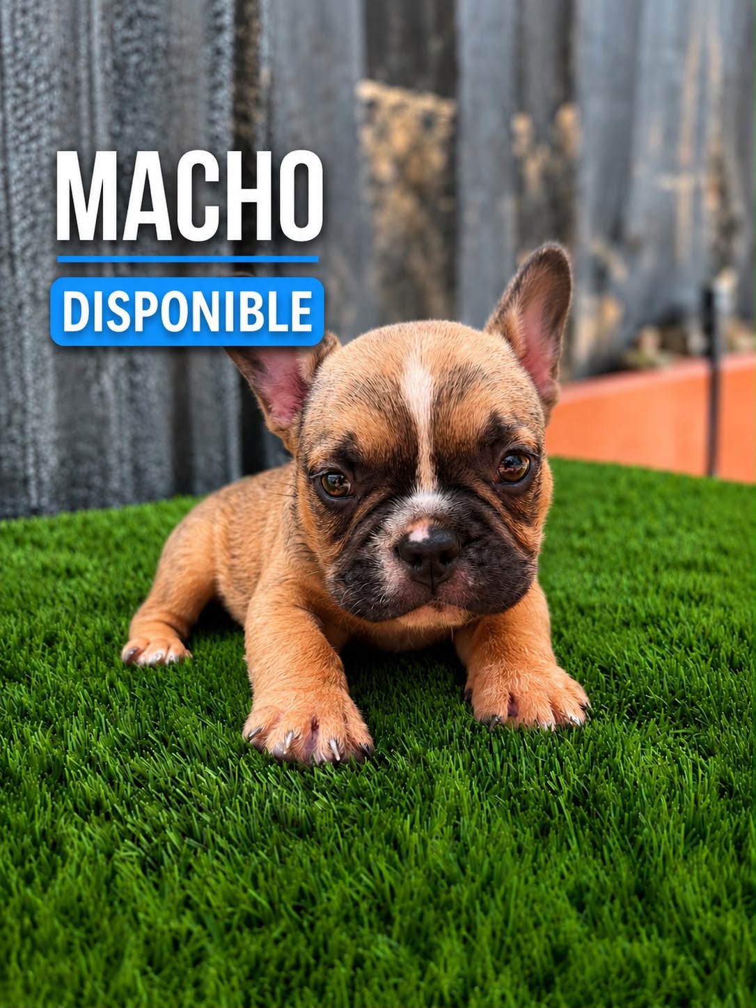 Bulldog Frances Macho  Foto 7314129-2.jpg