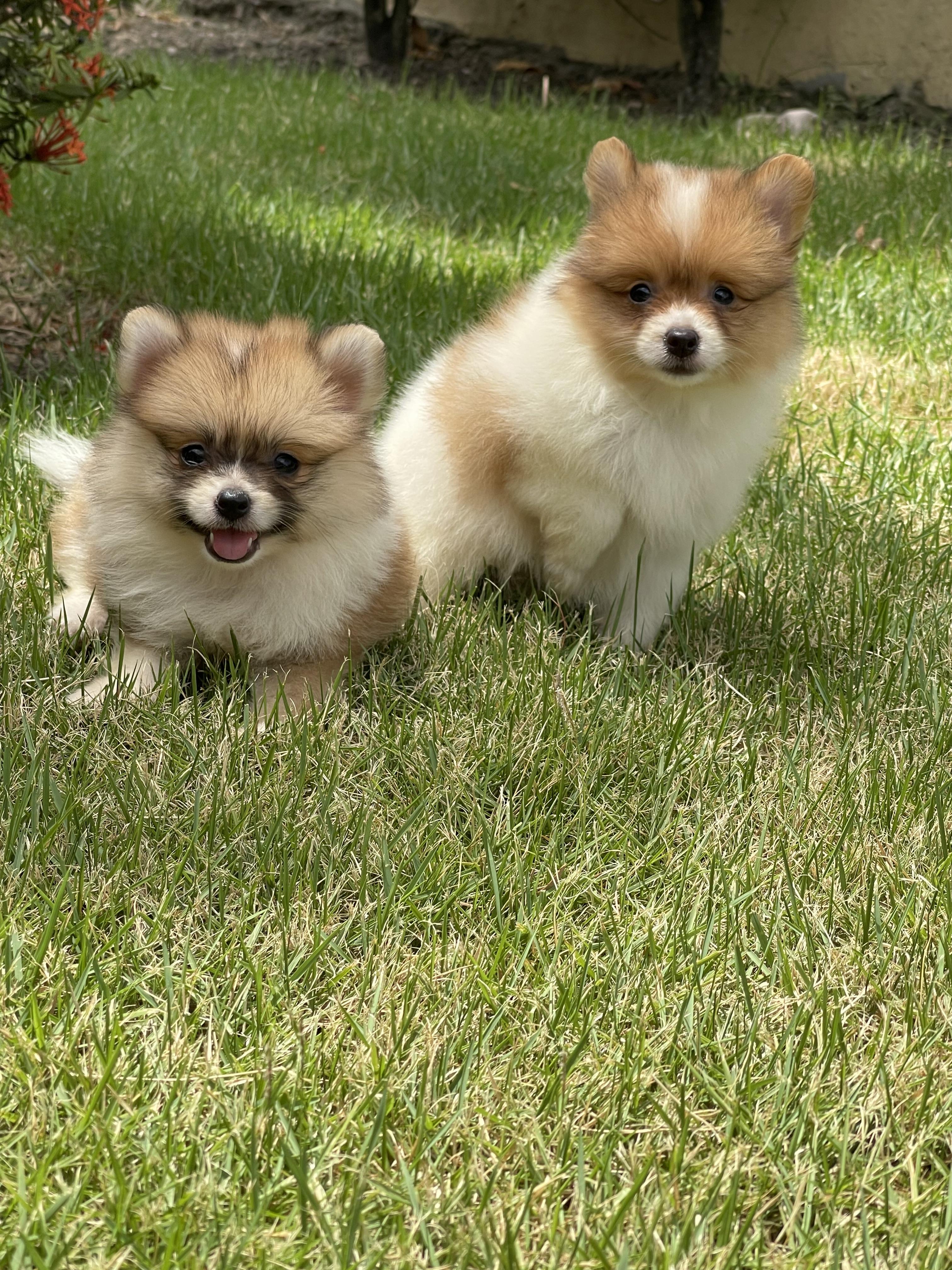 Cachorros Pomerania Foto 7314172-3.jpg