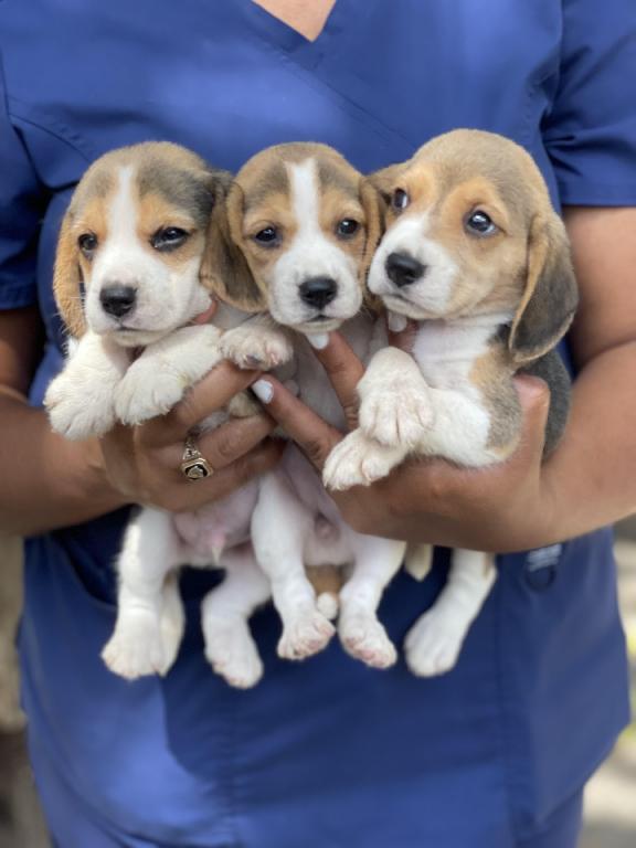 Perritos Beagles  Foto 7314173-1.jpg