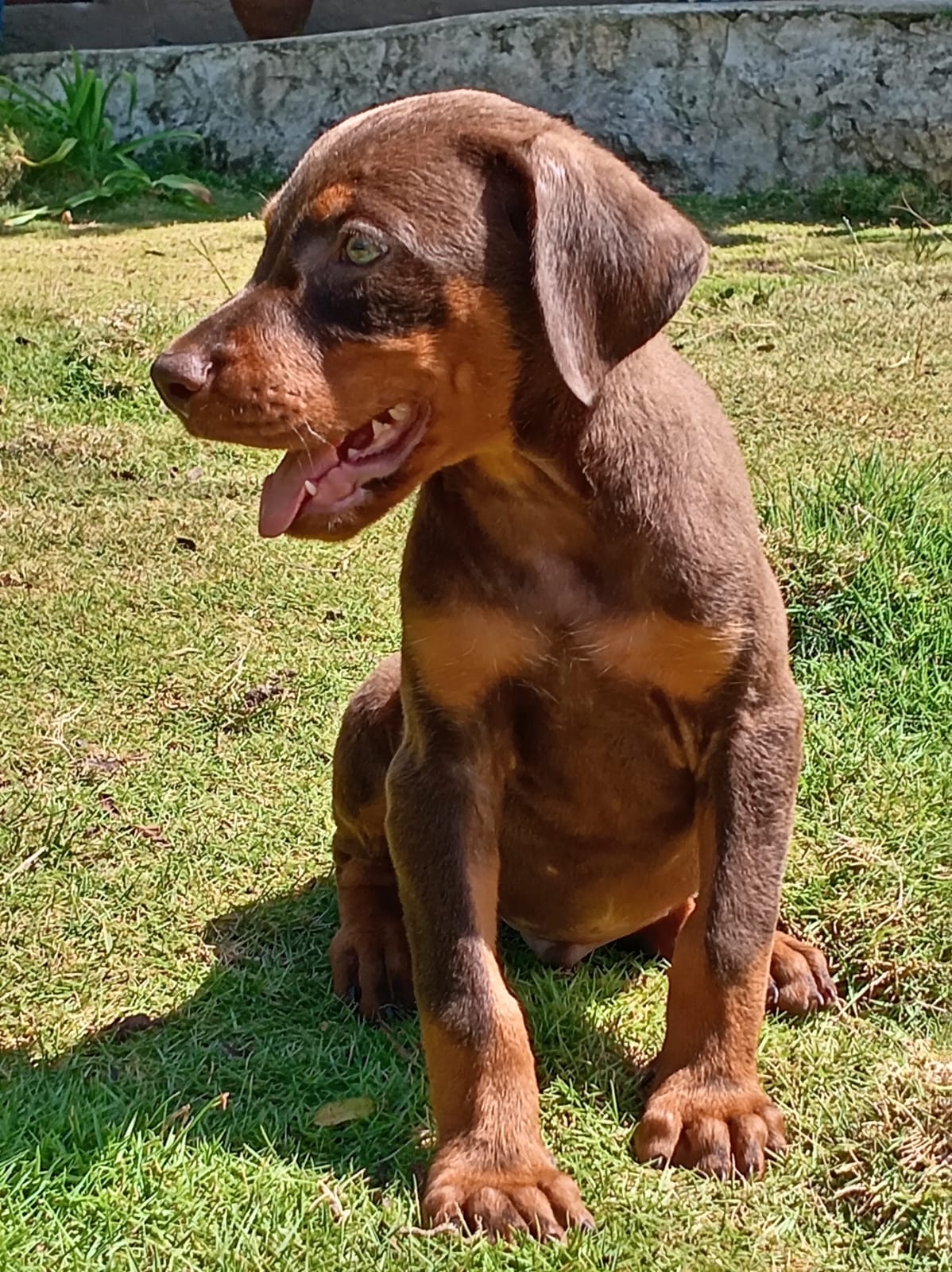Cachorros Doberman  Foto 7314175-2.jpg