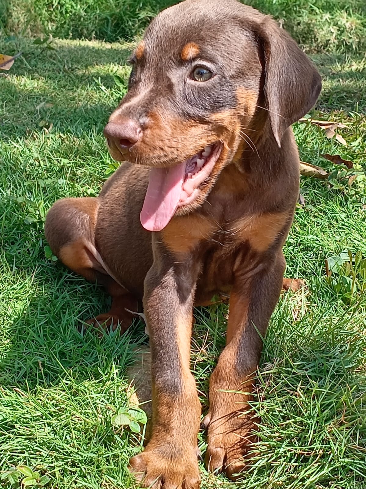 Cachorros Doberman  Foto 7314175-3.jpg