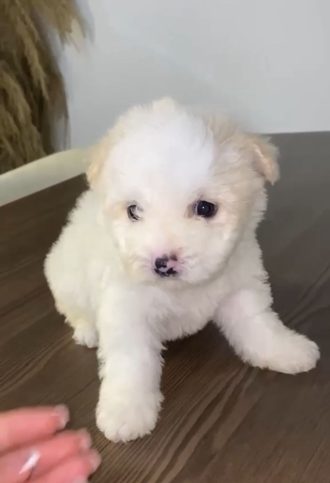 OFERTA CACHORRO MALTIPOO MACHO  EN SANTO DOMINGO Y VACUNA AL DIA  Foto 7314265-1.jpg