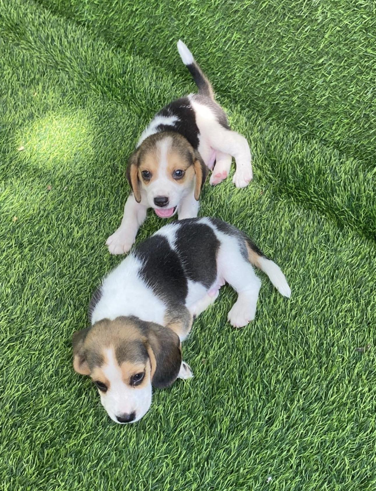 Beagle   Machos Foto 7314294-4.jpg
