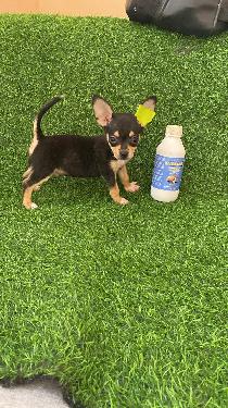 OFERTA CACHORRO CHIHUAHUA MACHO EN SANTO DOMINGO Y VACUNA AL DIA  Foto 7314301-1.jpg