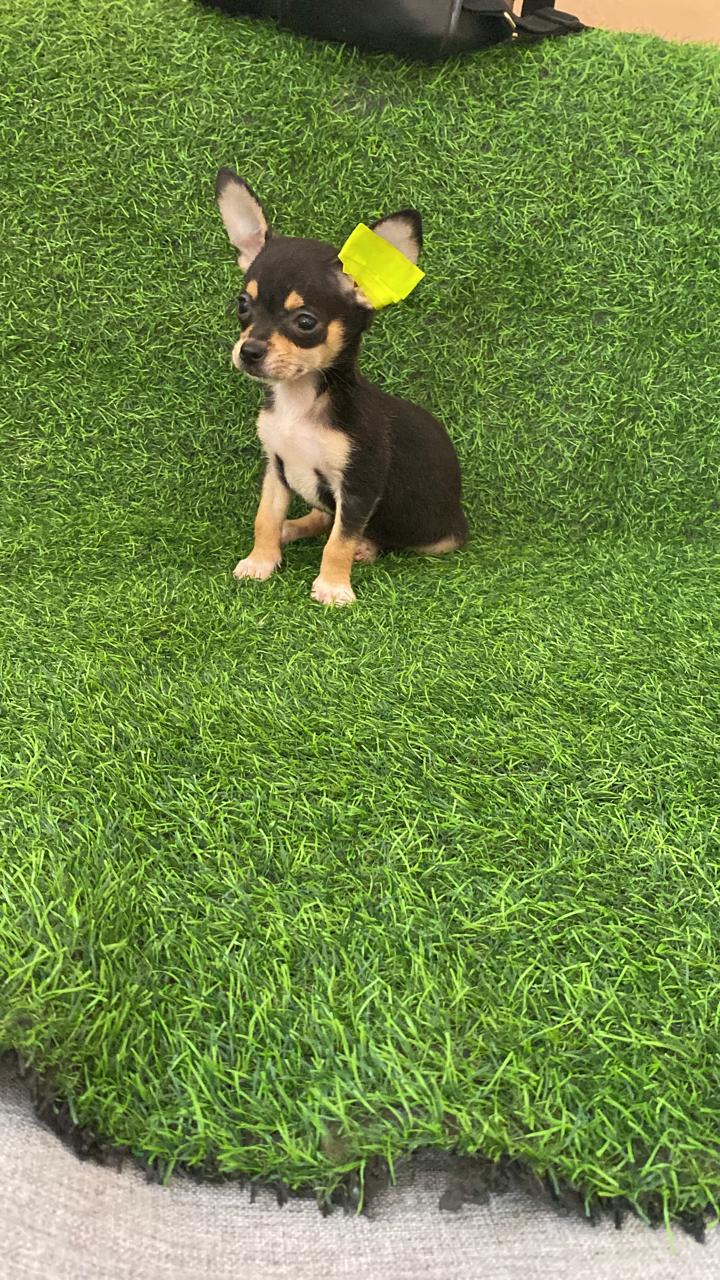 OFERTA CACHORRO CHIHUAHUA MACHO EN SANTO DOMINGO Y VACUNA AL DIA  Foto 7314301-2.jpg