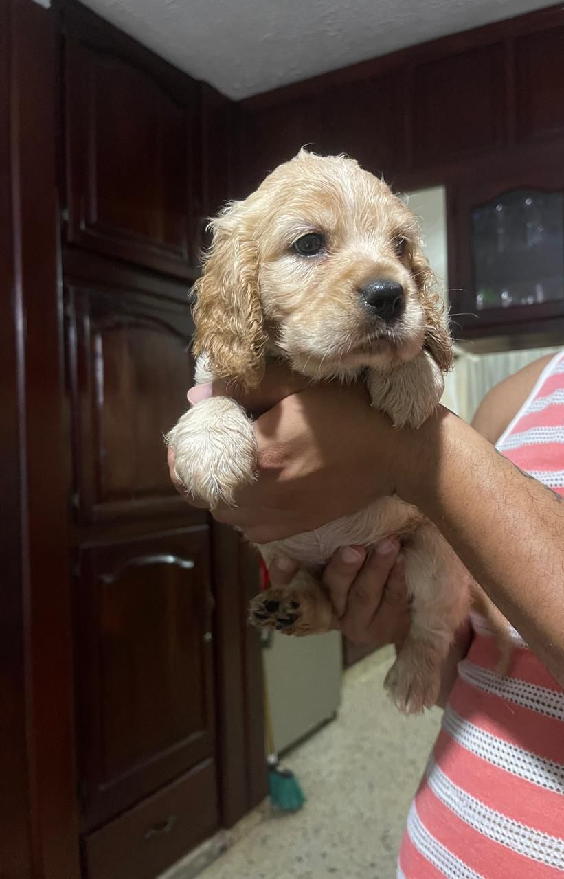 OFERTA CACHORRO COCKER SPANIEL HEMBRA EN SANTO DOMINGO Y VACUNA AL DIA Foto 7314559-3.jpg