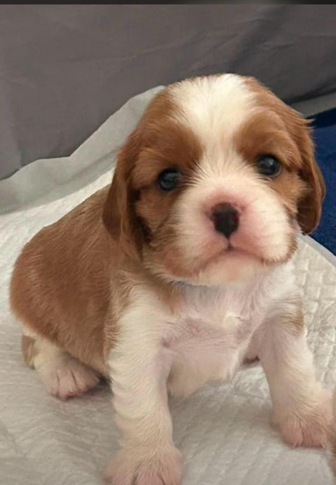 OFERTA EXOTICO CACHORRO CAVALIER AMBOS SEXO CON PEDIGRI AKC UBICADO EN Foto 7314621-3.jpg
