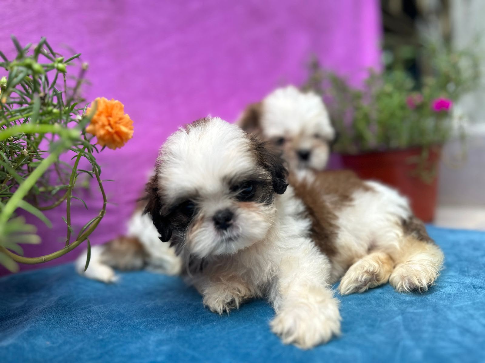 OFERTA CACHORRO SHIH TZU AMBOS SEXO EN SANTO DOMINGO Y VACUNADOS  Foto 7314622-2.jpg