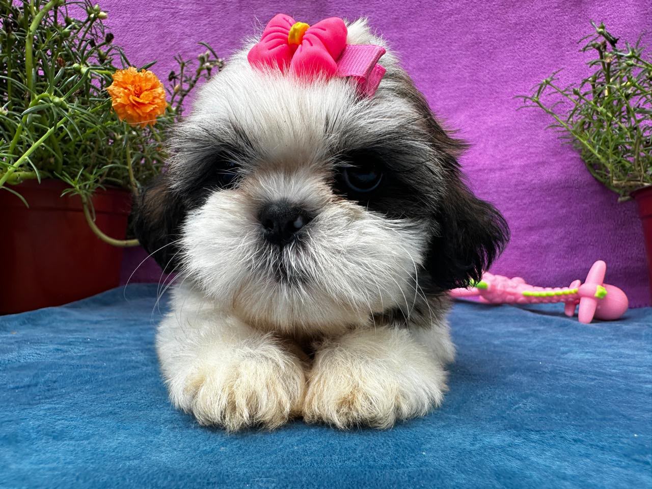 OFERTA CACHORRO SHIH TZU AMBOS SEXO EN SANTO DOMINGO Y VACUNADOS  Foto 7314622-4.jpg