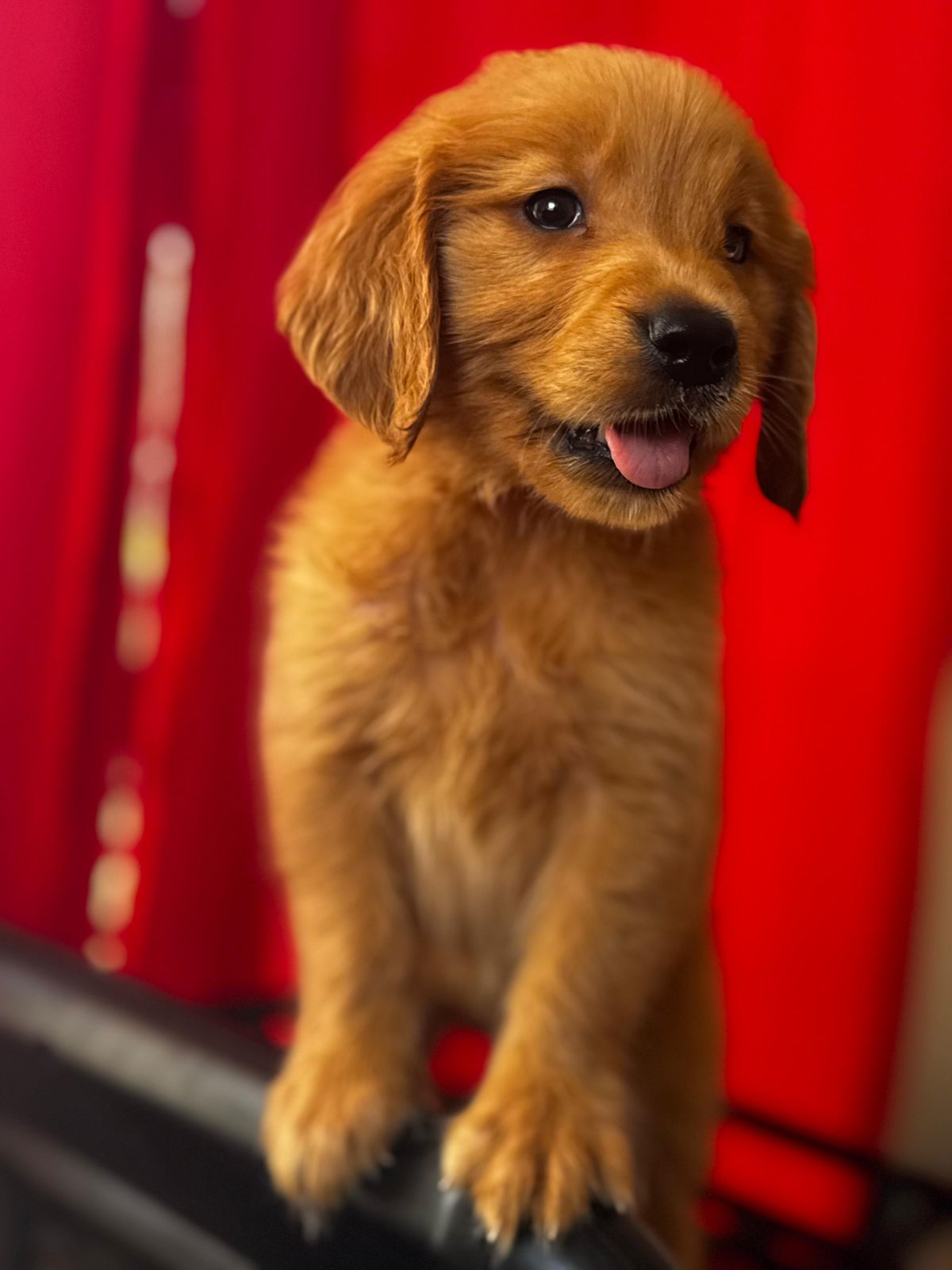 OFERTA CACHORRO GOLDEN RETRIEVER AMBOS SEXO EN SANTO DOMINGO VACUNADOS Foto 7314624-1.jpg