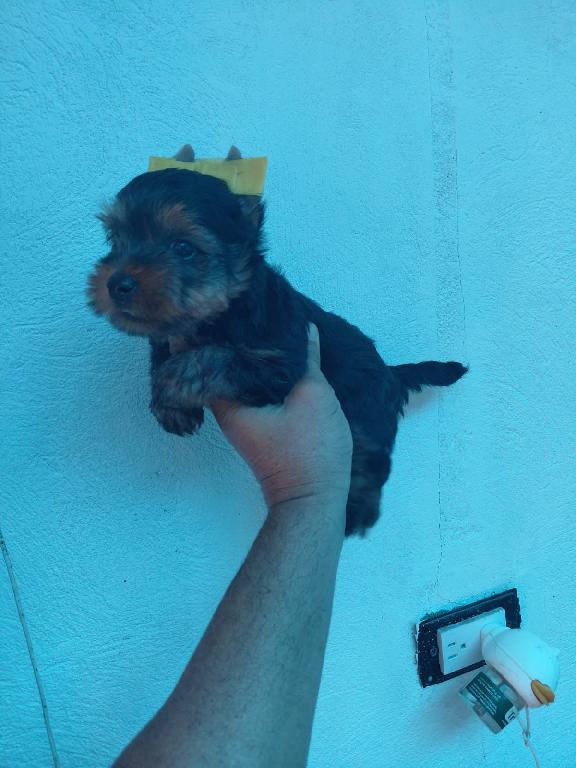 OFERTA CACHORRO YORKIE MACHO UBICADA EN SANTO DOMINGO Y VACUNA AL DIA  Foto 7314626-1.jpg