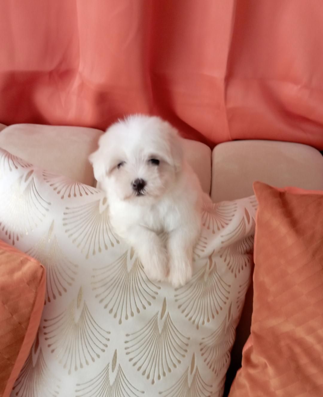 OFERTA CACHORRO MALTES AMBOS SEXO EN SANTO DOMINGO Y VACUNADOS  Foto 7314627-1.jpg