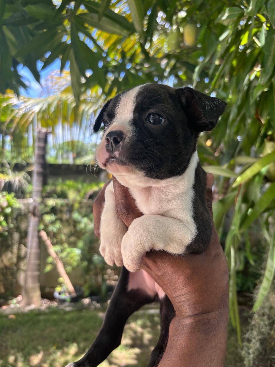 OFERTA CACHORRO BOSTON TERRIER  HEMBRA EN SANTO DOMINGO VACUNADOS  Foto 7314628-1.jpg