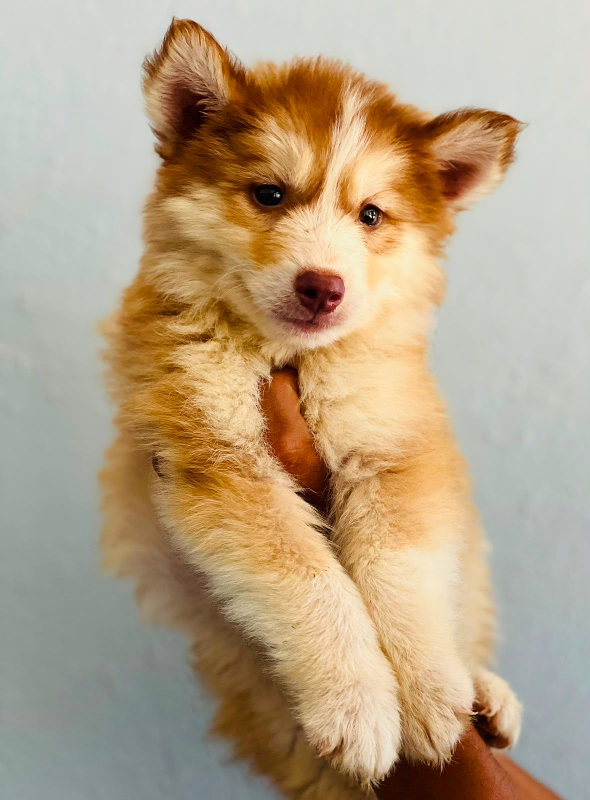 OFERTA CACHORRO HUSKY HEMBRA EN SANTO DOMINGO Y VACUNA AL DIA  Foto 7314629-1.jpg