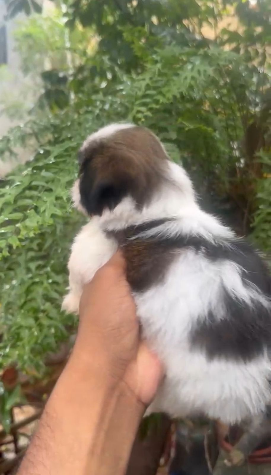 OFERTA CACHORRO SHIH TZU MACHO EN SANTO DOMINGO Y VACUNADOS  Foto 7314633-1.jpg